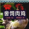 舍飼肉雞 舍飼肉雞