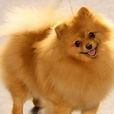 德國絨毛犬 德國絨毛犬