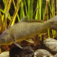 鯉(鯉魚（淡水魚種類）)