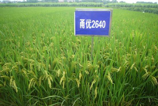 甬優2640(禾本科稻屬植物) 甬優2640(禾本科稻屬植物)