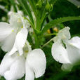 白色鳳仙花