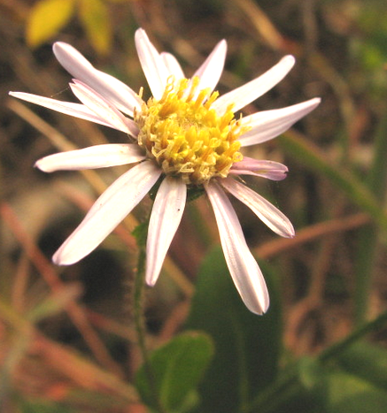 崗邊菊(中藥) 崗邊菊(中藥)