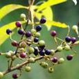 山雞椒(毛茛目樟科植物)