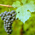 嘉本納弗朗(Cabernet Franc) 嘉本納弗朗(Cabernet Franc)