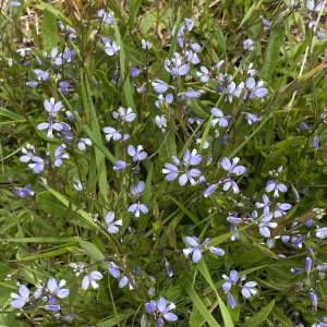 Polygala serpyllifolia