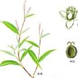大馬蓼(中藥材) 大馬蓼(中藥材)