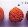 魯文8號核桃 魯文8號核桃