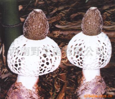 竹生擬白蘑大孢變種