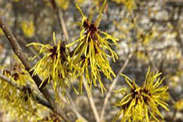 Hamamelis mollis \x27Fred Chittenden\x27 Hamamelis mollis \x27Fred Chittenden\x27