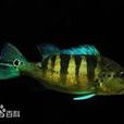 南美麗魚 南美麗魚