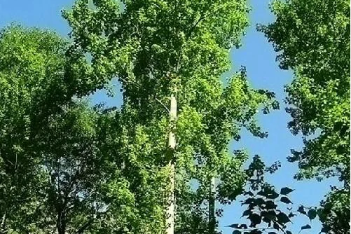 青楊鄉寧4號 青楊鄉寧4號