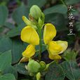 大花蟲豆 大花蟲豆