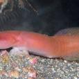 連鰭喉盤魚 連鰭喉盤魚