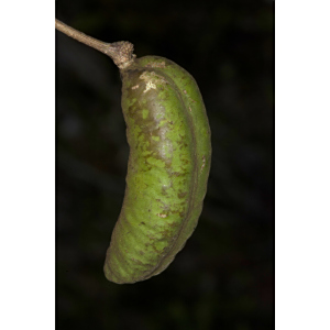 Cojoba zanonii
