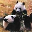 迭部多兒大熊貓自然保護區