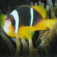 黃金條魚 黃金條魚