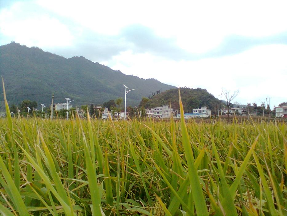 小溪頭 小溪頭