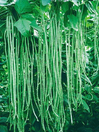 綿豇7號 綿豇7號