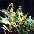 鋪葉沼蘭 鋪葉沼蘭