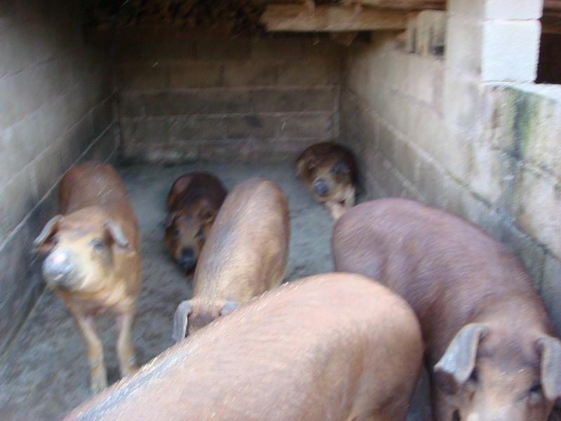 平寨皮坡村-生豬養殖