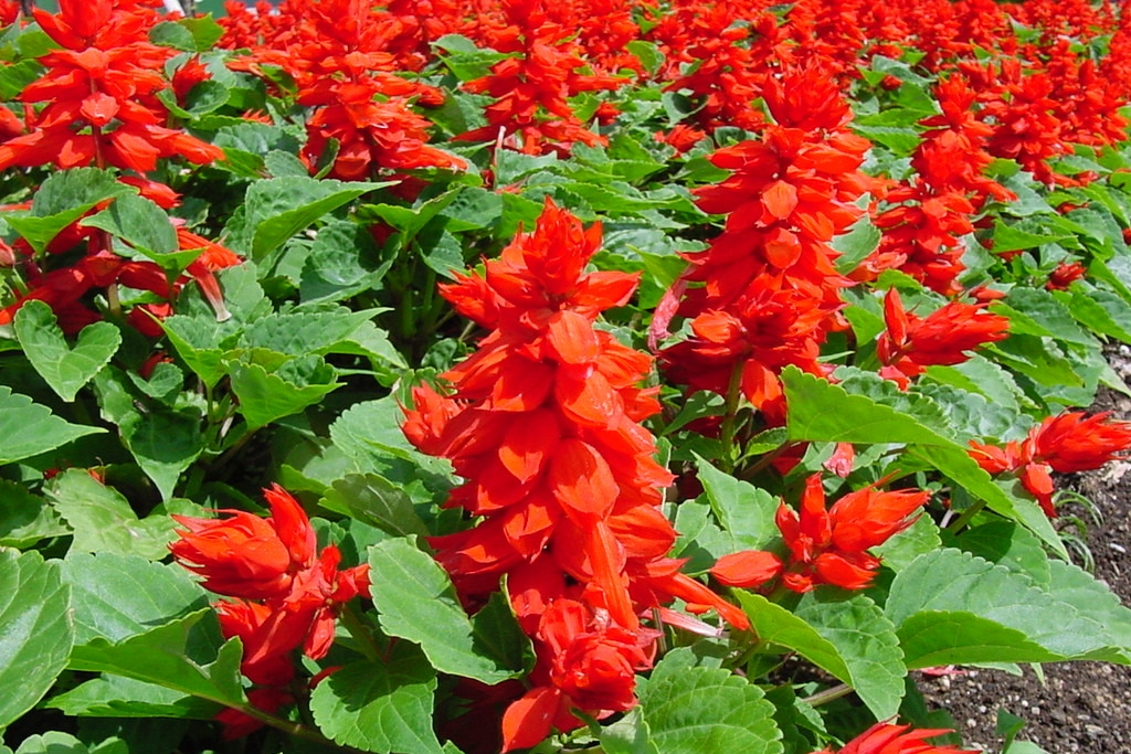 鰾冠花屬 鰾冠花屬