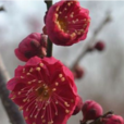 紅鬚鬚(紅鬚鬚) 紅鬚鬚(紅鬚鬚)