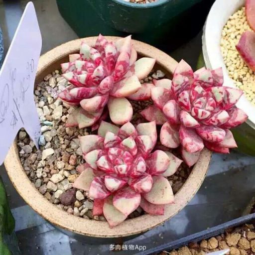 回聲(景天科擬石蓮屬多肉植物) 回聲(景天科擬石蓮屬多肉植物)