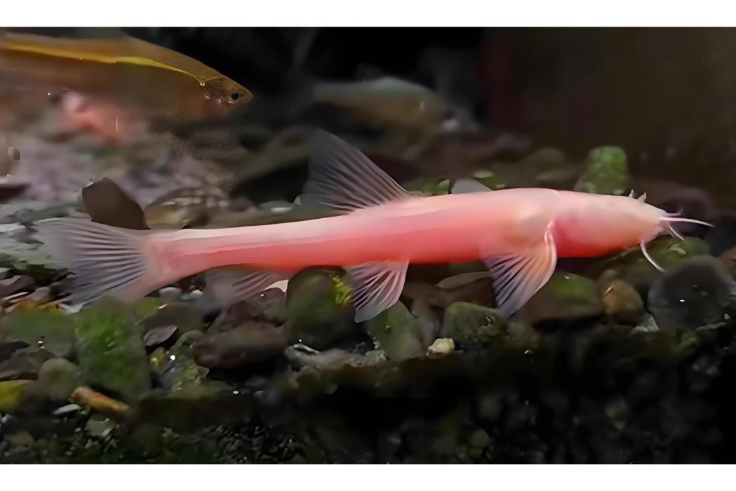 玫瑰高原鰍 玫瑰高原鰍