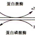 共價修飾調節