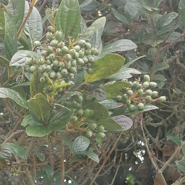 Viburnum triphyllum