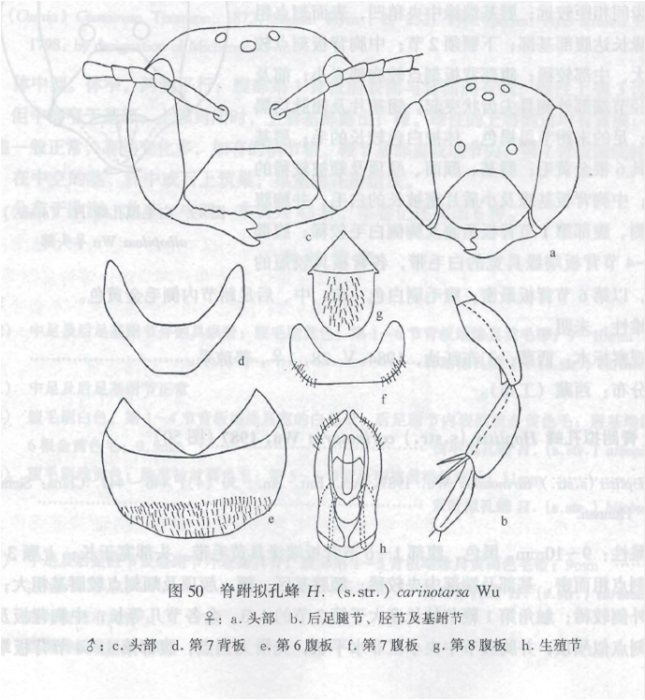 脊跗擬孔蜂 脊跗擬孔蜂