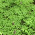 大花紫堇 大花紫堇