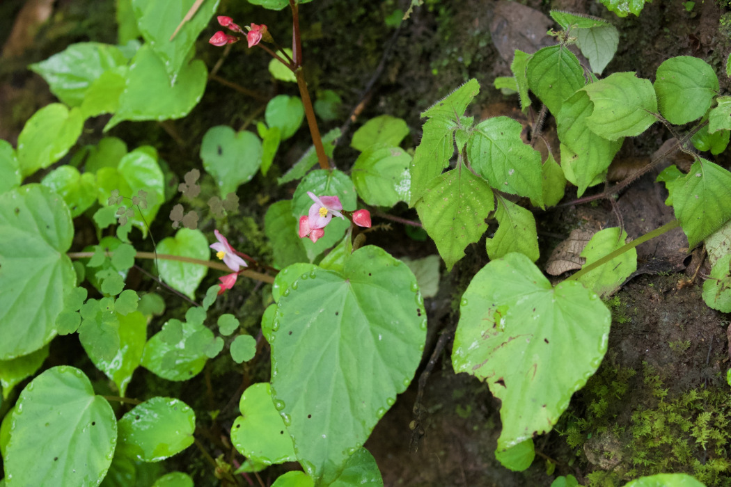 Begonia rubella Begonia rubella