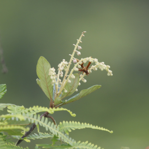 Clethra hondurensis
