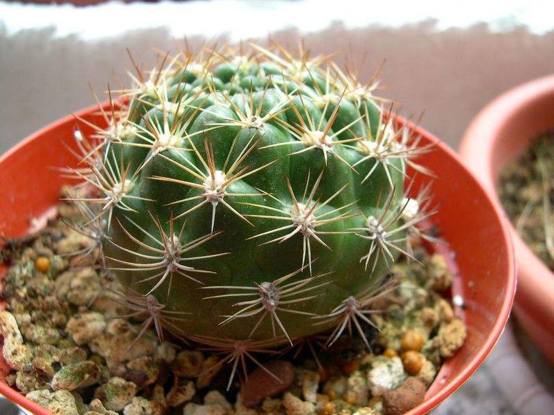 花笠丸 花笠丸
