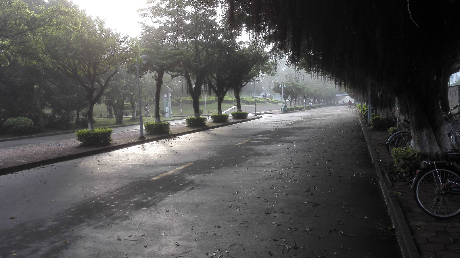 雨後清晨的逸仙大道