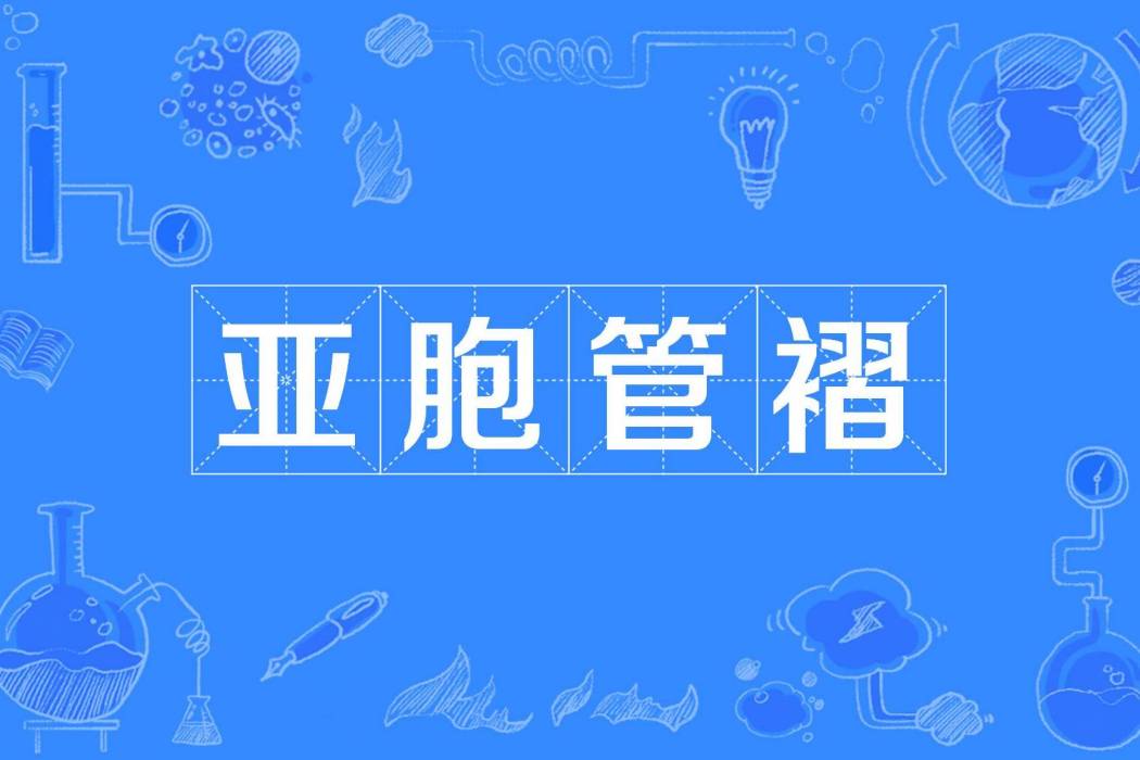 亞胞管褶 亞胞管褶