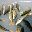 青海湟魚 青海湟魚