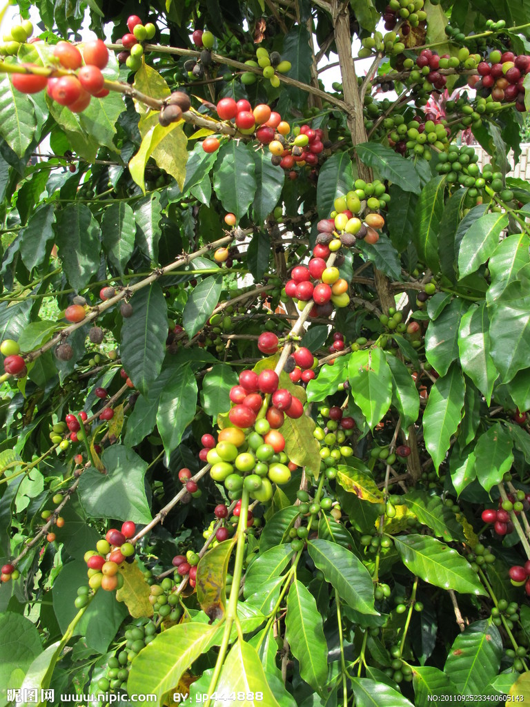 咖啡樹