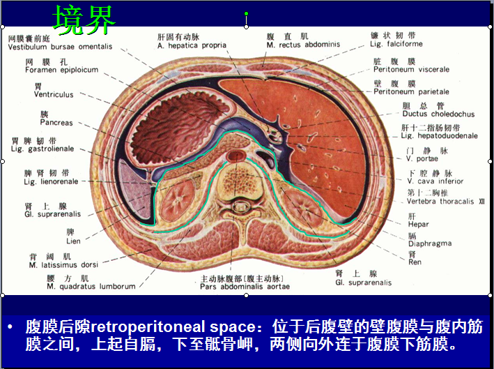 腹膜後隙