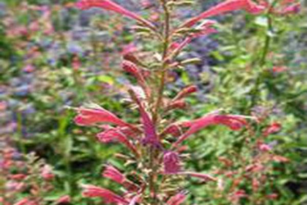 Agastache \x27Raspberry Summer\x27