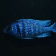 藍寶石魚(蘭玉鯛) 藍寶石魚(蘭玉鯛)