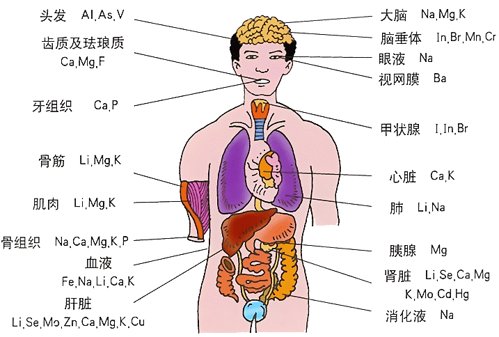 人體結構圖