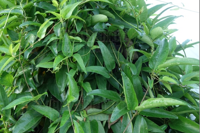 光亮薯蕷 光亮薯蕷