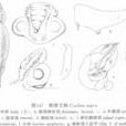 黑腹艾蛛 黑腹艾蛛