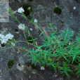 華山石頭花 華山石頭花