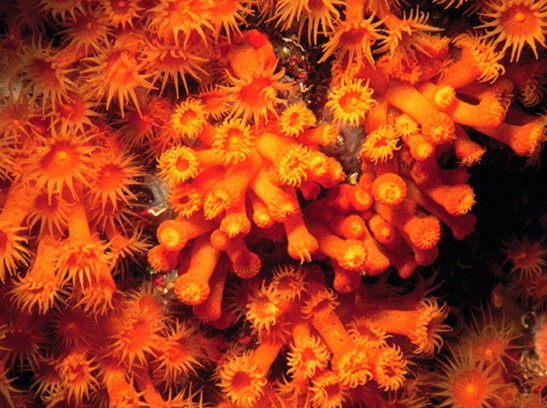 黃水螅珊瑚