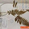興文溪邊蕨 興文溪邊蕨