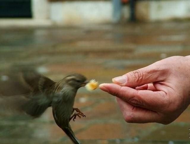 鳥與人 鳥與人