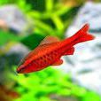 紅玫瑰魚